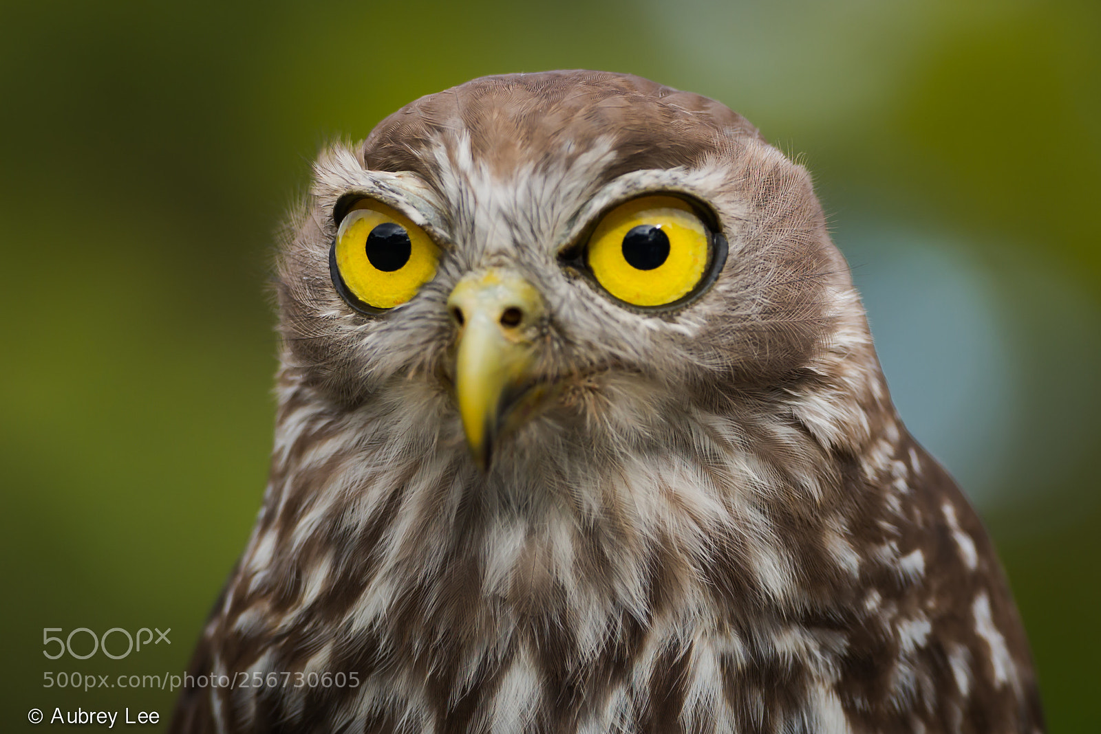 Nikon D610 sample photo. Having a hoot photography