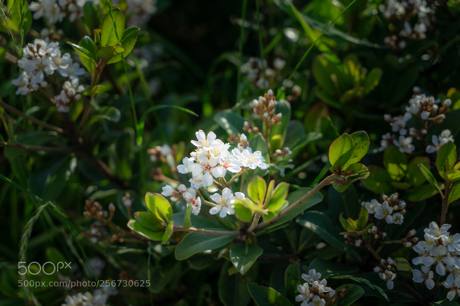 Sony a7 II sample photo. Flower photography