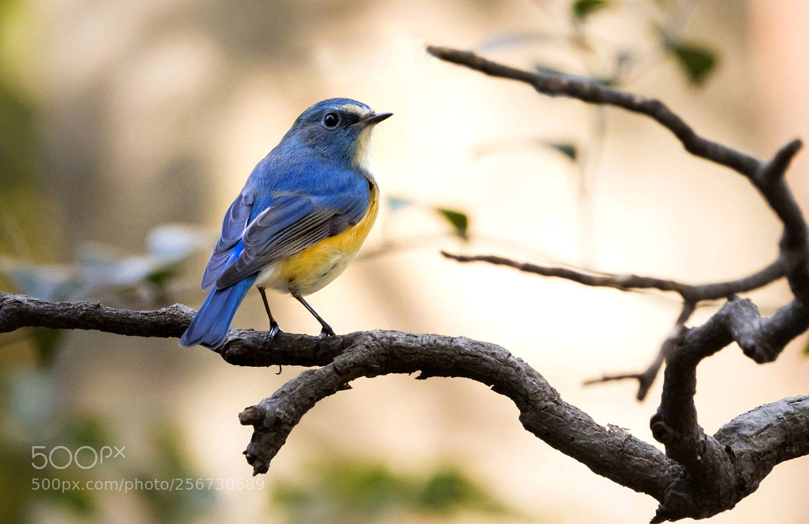 Nikon D500 sample photo. Tarsiger cyanurus photography