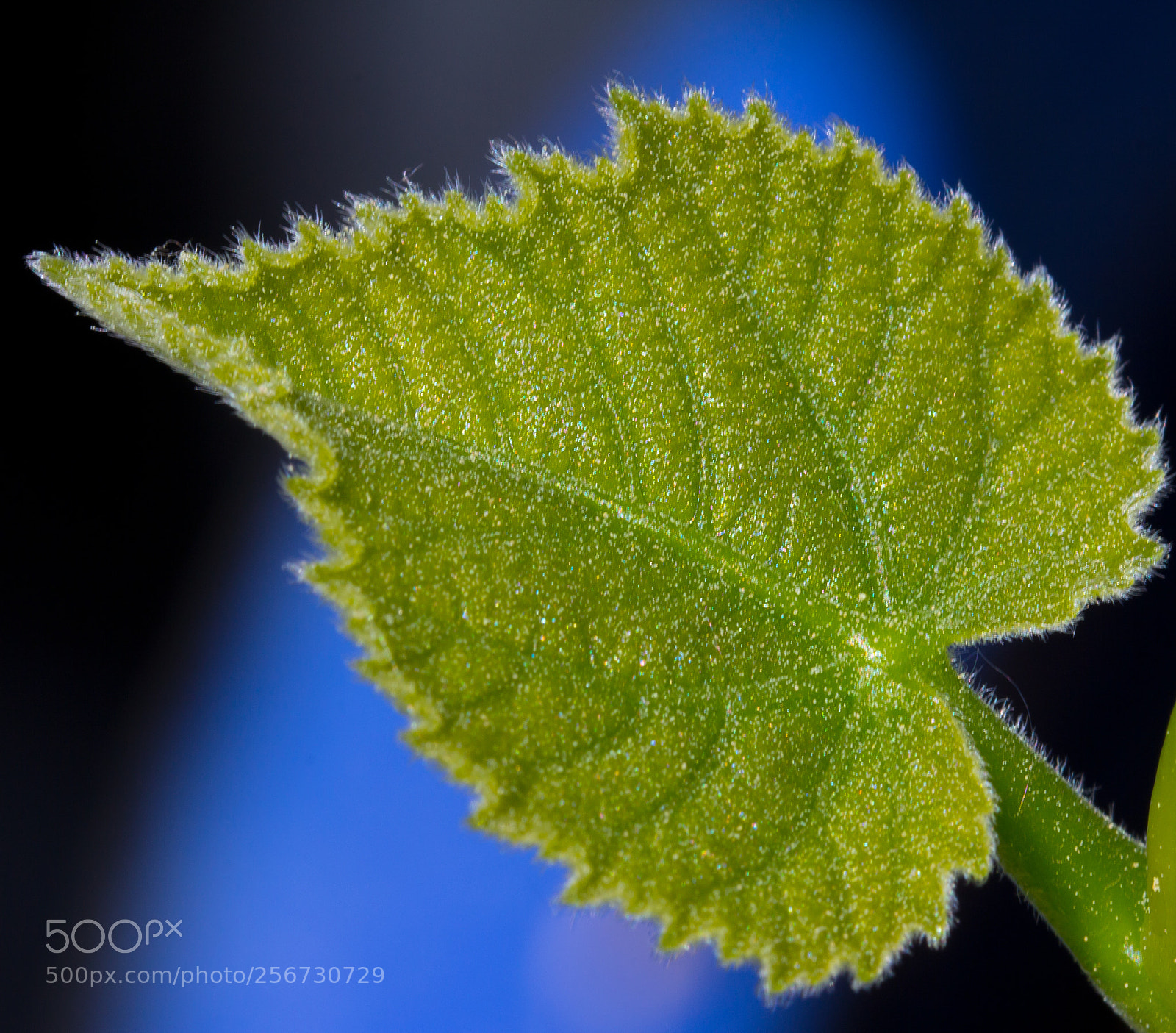 Canon EOS 60D sample photo. Green over blue photography