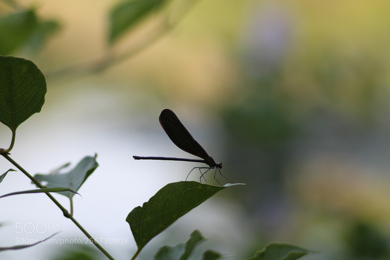 Canon EOS 7D + Canon EF 50mm F1.8 II sample photo. Img photography