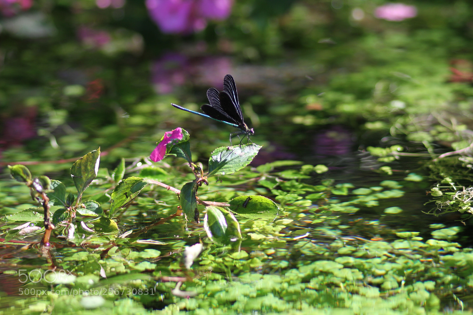 Canon EOS 7D + Canon EF 50mm F1.8 II sample photo. Img photography