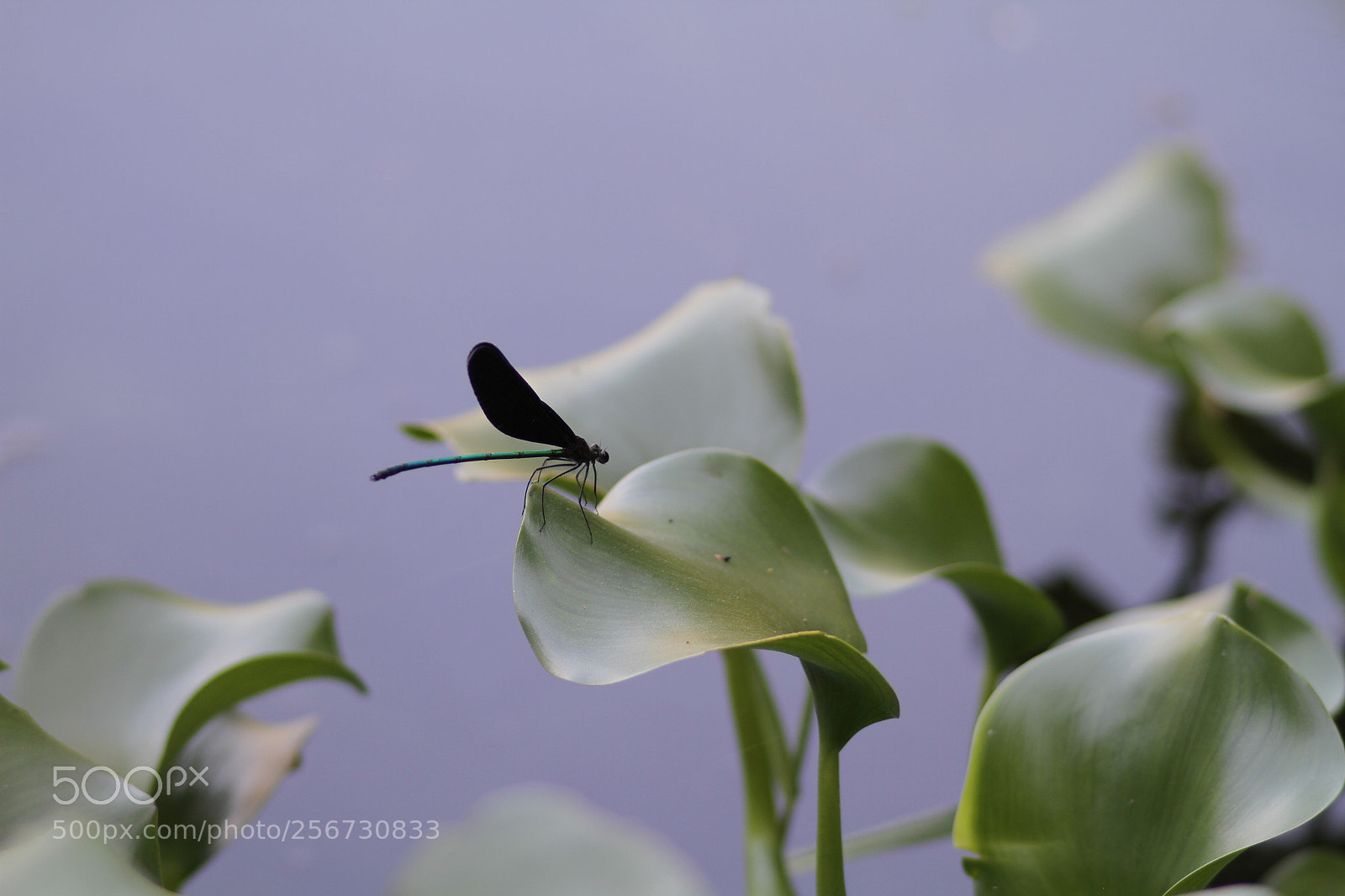 Canon EOS 7D + Canon EF 50mm F1.8 II sample photo. Img photography