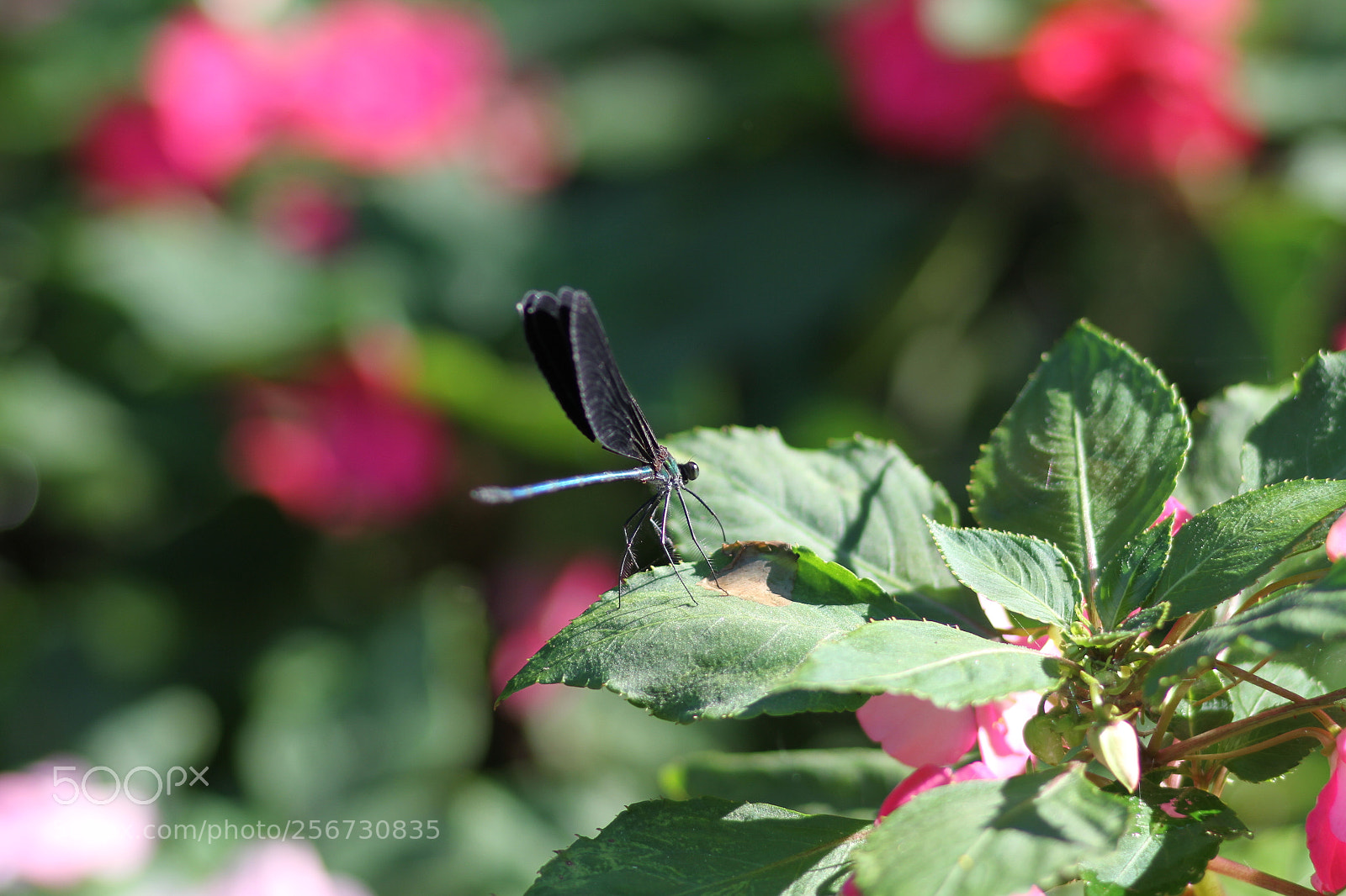 Canon EOS 7D + Canon EF 50mm F1.8 II sample photo. Img photography
