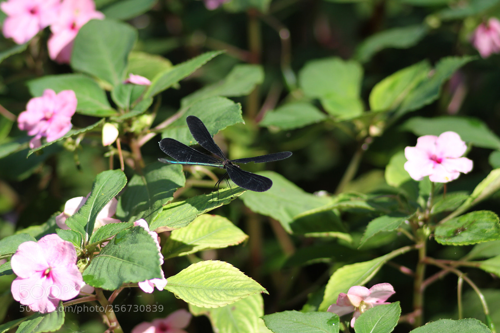 Canon EOS 7D + Canon EF 50mm F1.8 II sample photo. Img photography