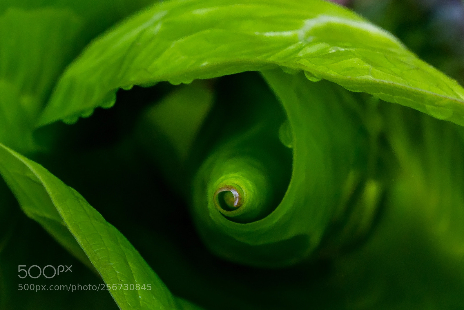 Canon EOS 7D sample photo. Green swirl photography