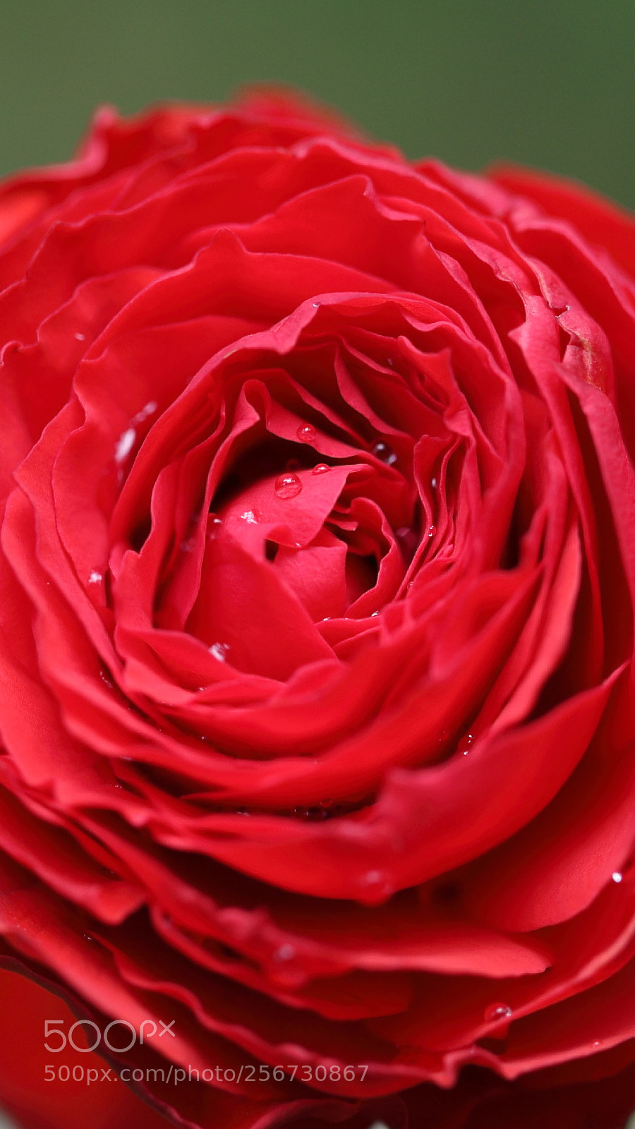 Canon EOS 6D sample photo. Rose photography