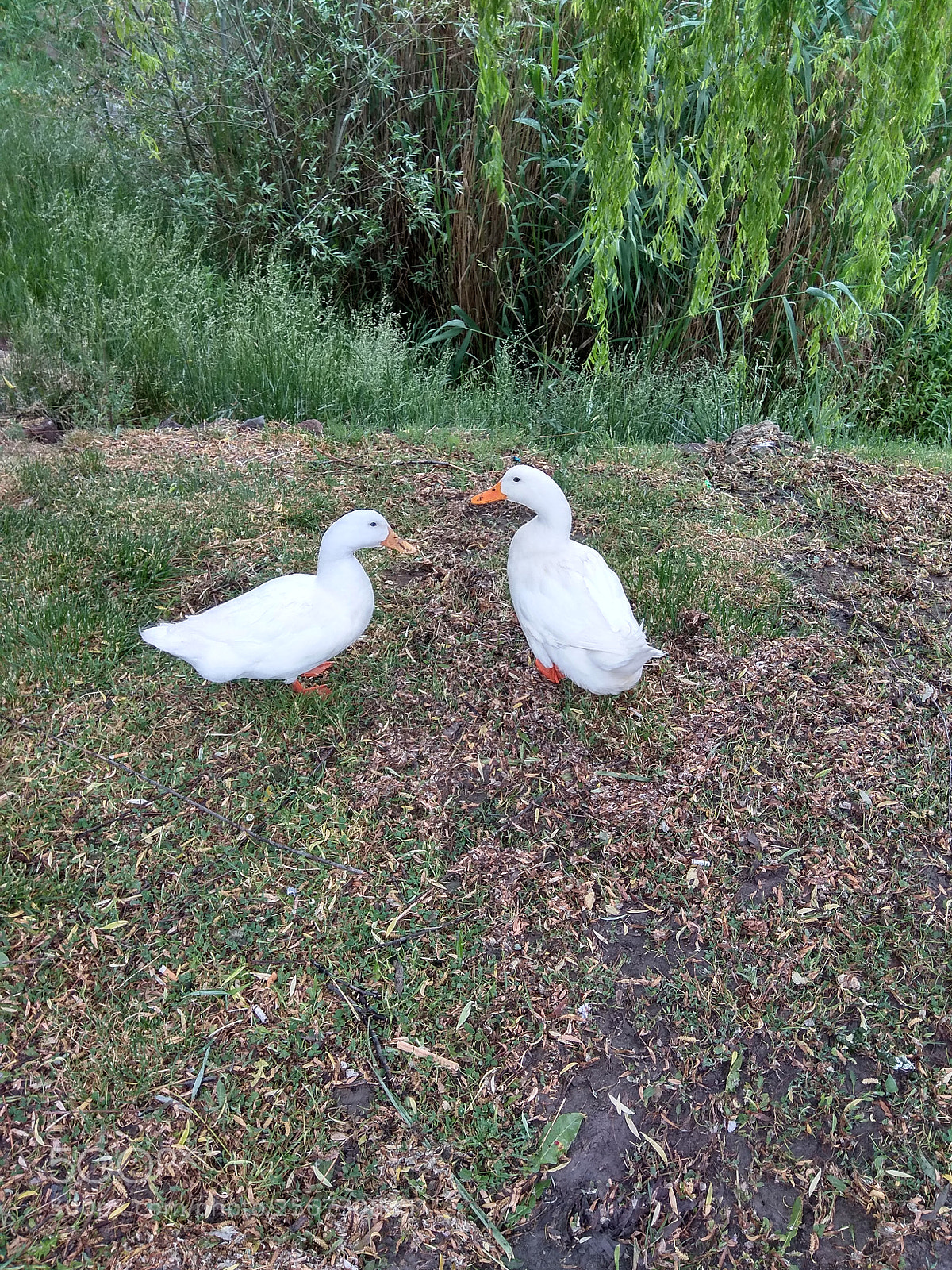 Xiaomi Redmi Note 4 sample photo. Let's talk and solve photography