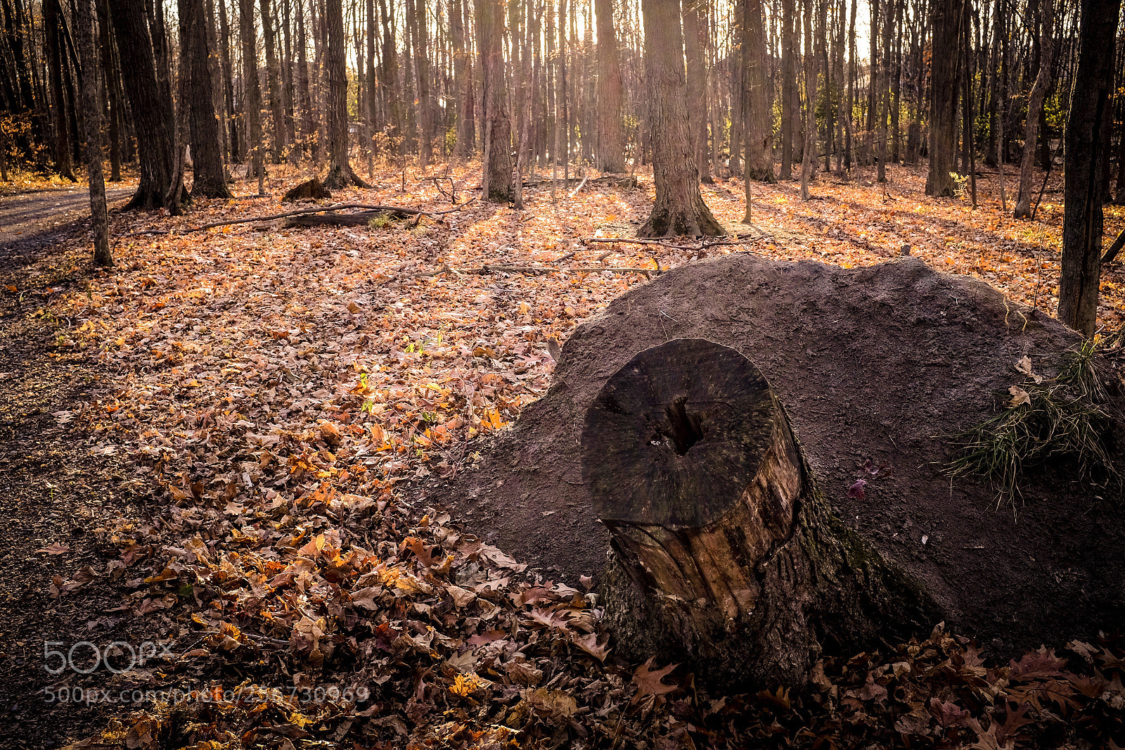 Fujifilm X100S sample photo. Autumn forest  photography