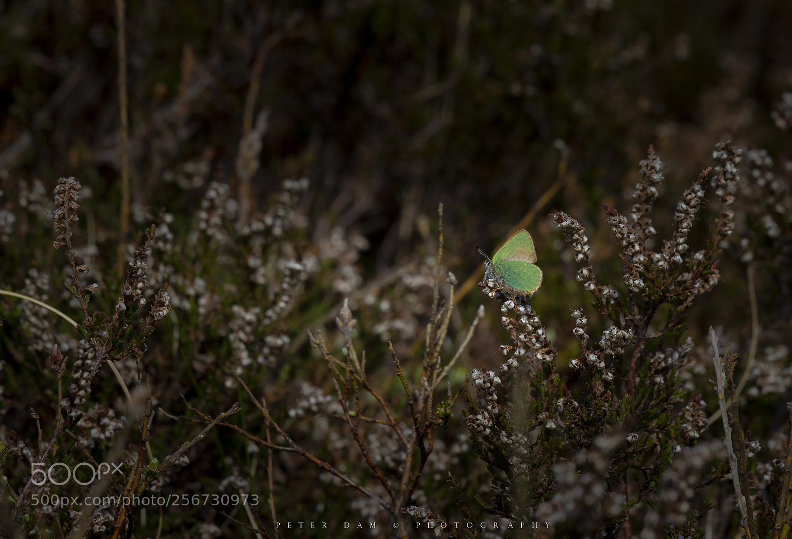 Canon EOS-1D X sample photo. The green hairstreak photography