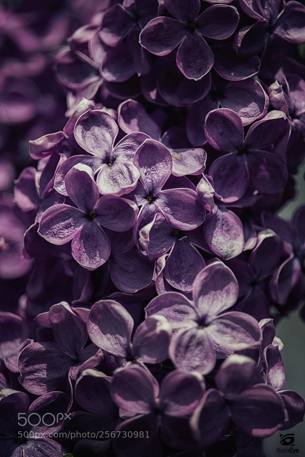 Canon EOS 700D (EOS Rebel T5i / EOS Kiss X7i) sample photo. ~ syringa ii ~ photography