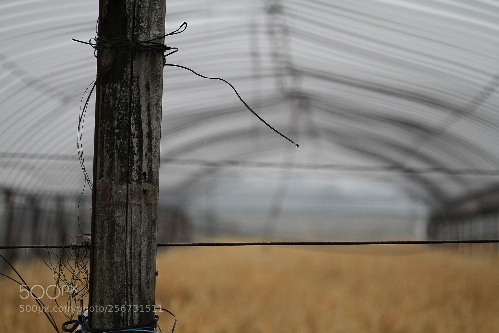 Canon EOS 7D + Canon EF 50mm F1.8 II sample photo. Img photography