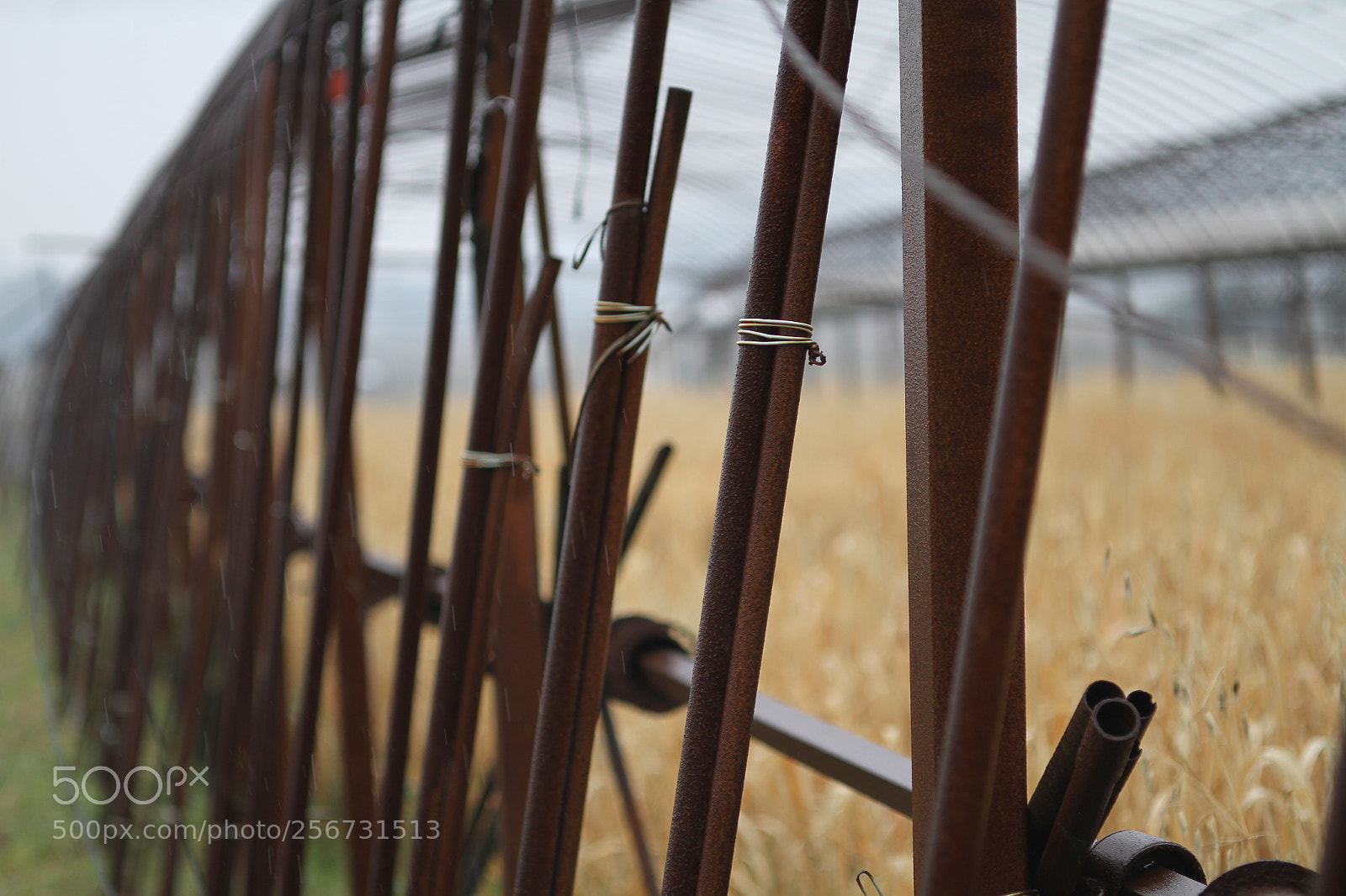 Canon EOS 7D + Canon EF 50mm F1.8 II sample photo. Img photography