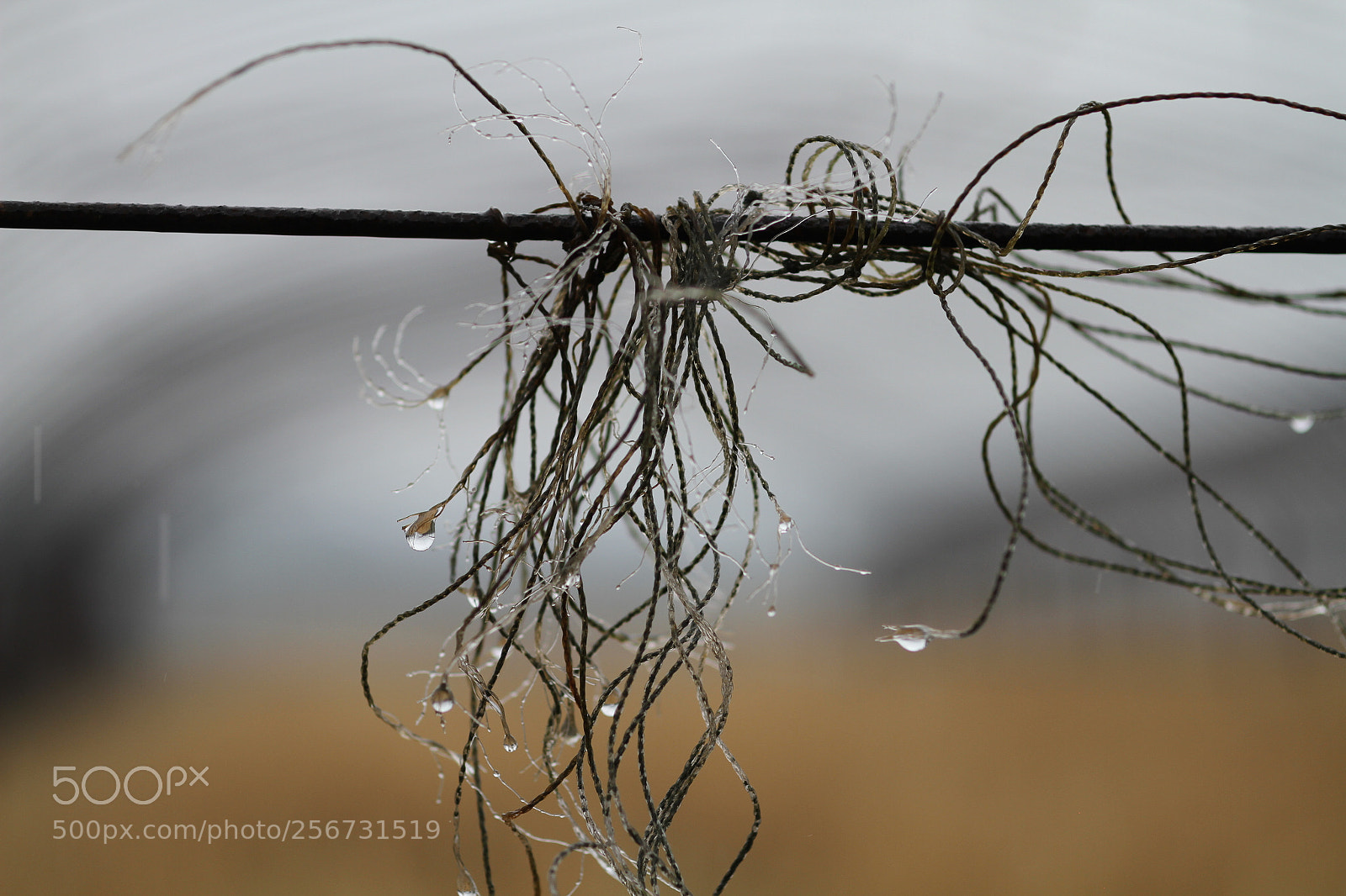 Canon EOS 7D + Canon EF 50mm F1.8 II sample photo. Img photography