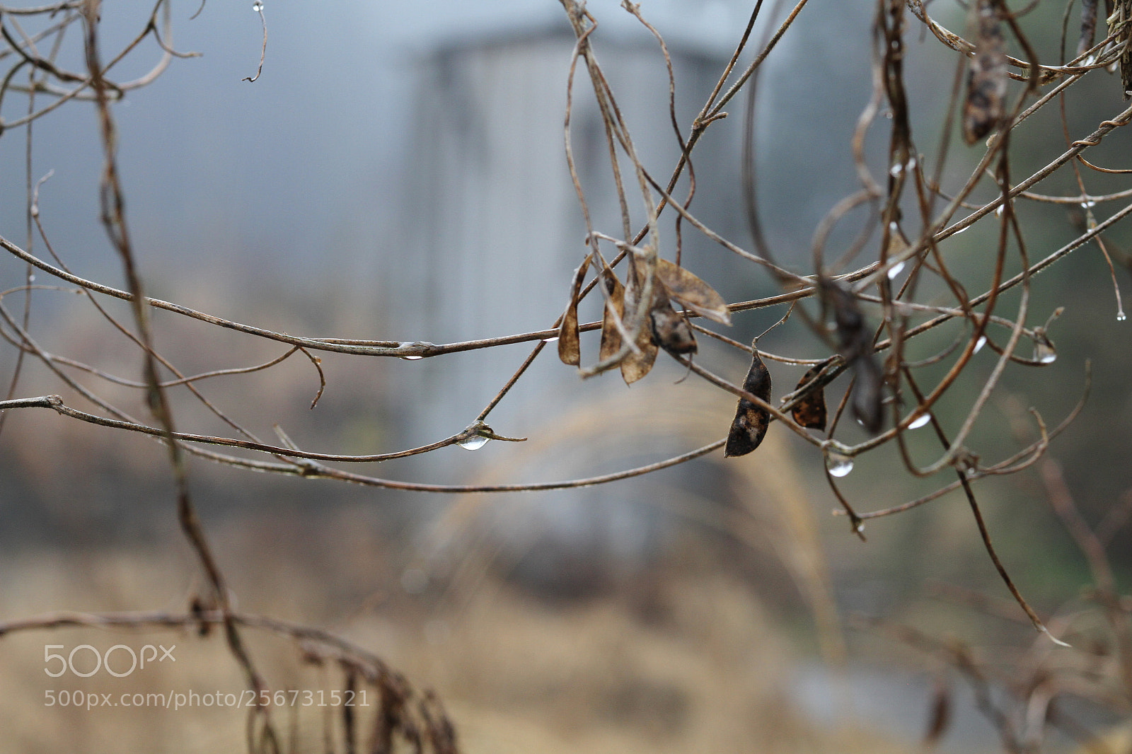 Canon EOS 7D + Canon EF 50mm F1.8 II sample photo. Img photography