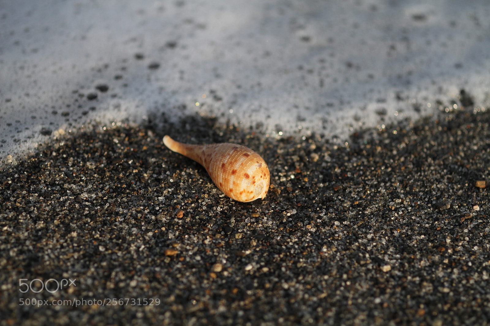Canon EOS 7D + Canon EF 50mm F1.8 II sample photo. Img photography