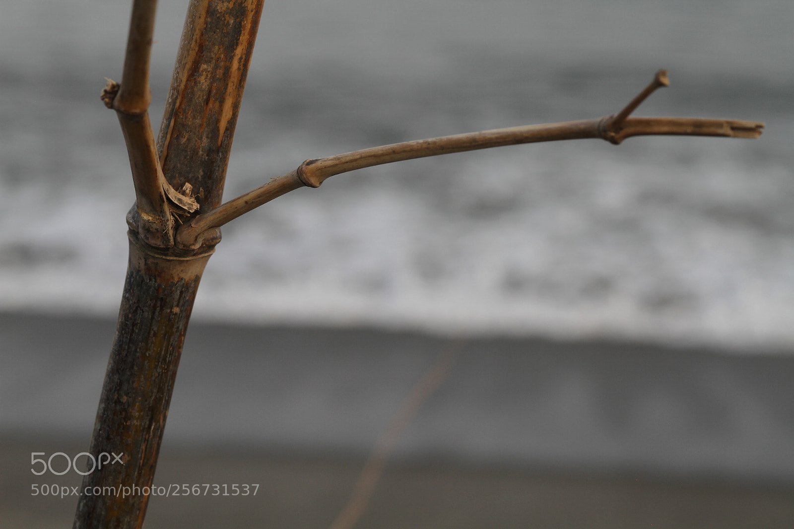 Canon EOS 7D + Canon EF 50mm F1.8 II sample photo. Img photography