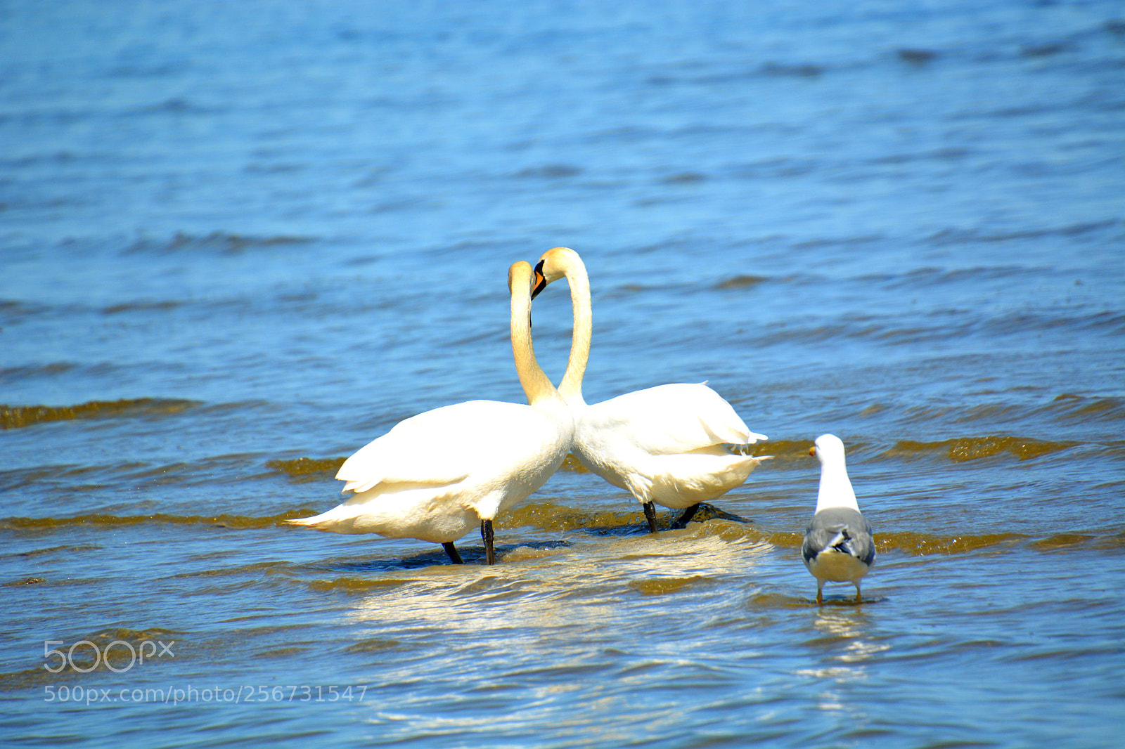 Nikon D5200 sample photo. In a curiosity... photography