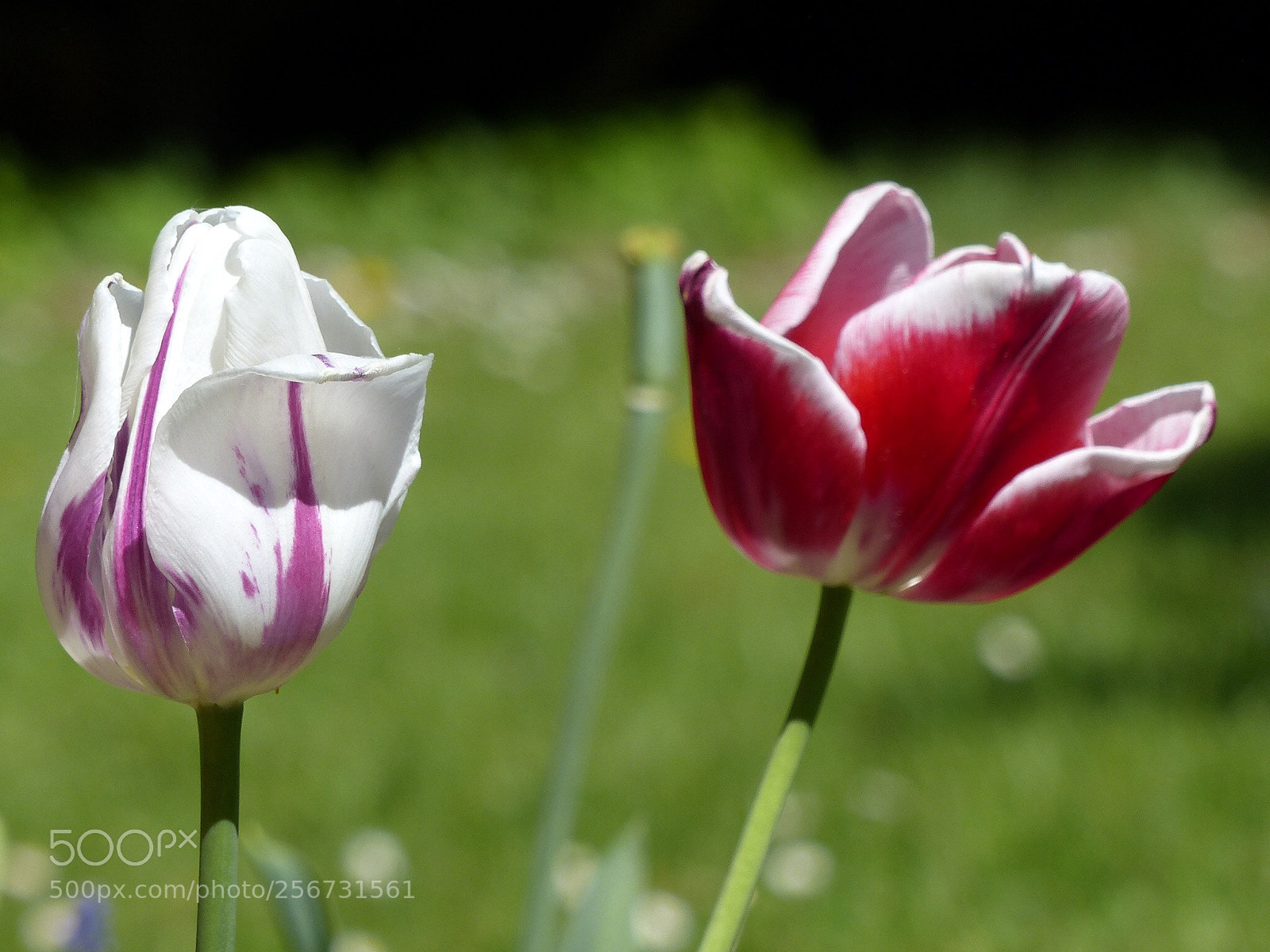Panasonic Lumix DMC-FZ200 sample photo. Blumen photography