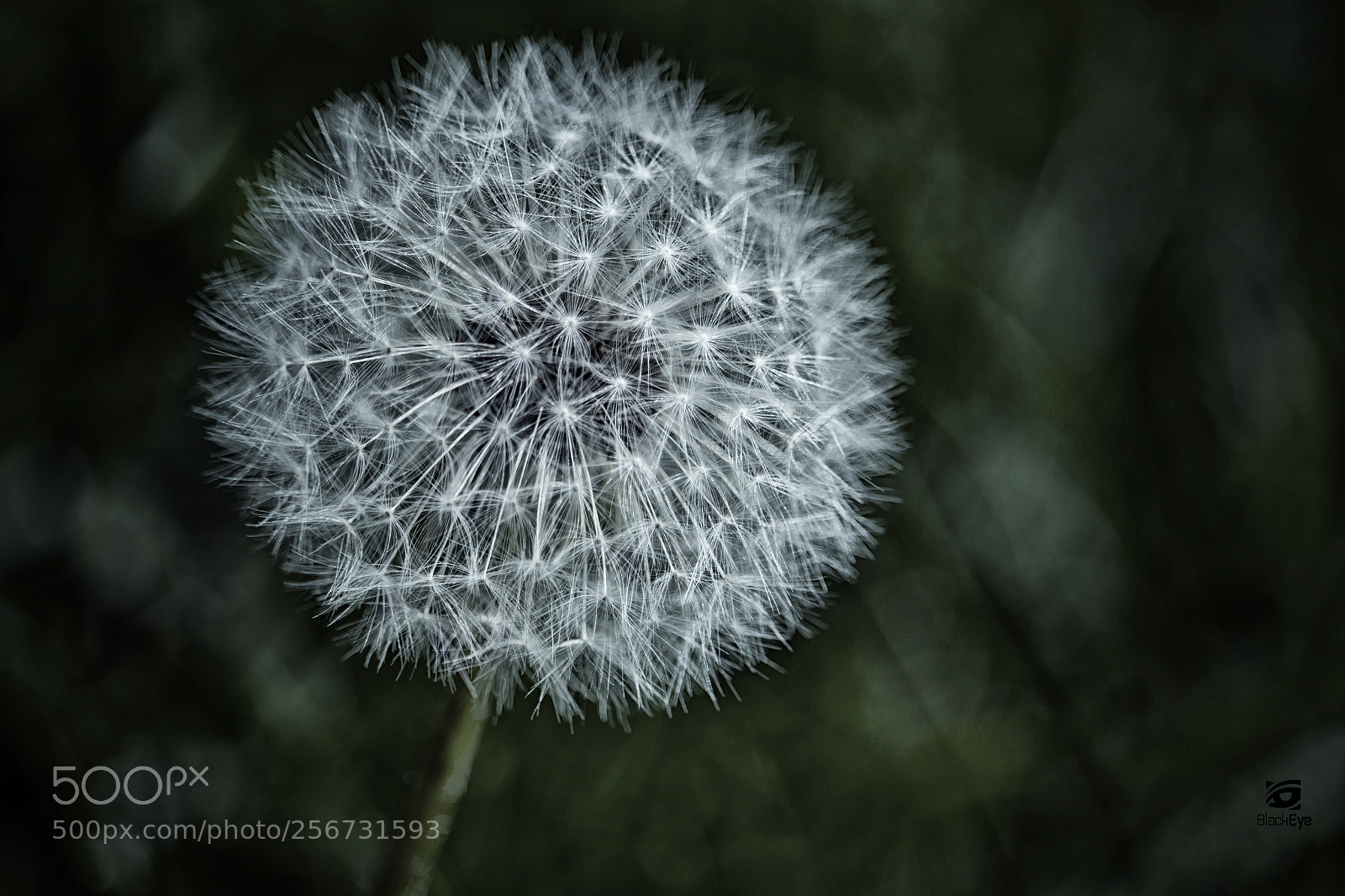 Canon EOS 700D (EOS Rebel T5i / EOS Kiss X7i) sample photo. ~ taraxacum officinale ~ photography