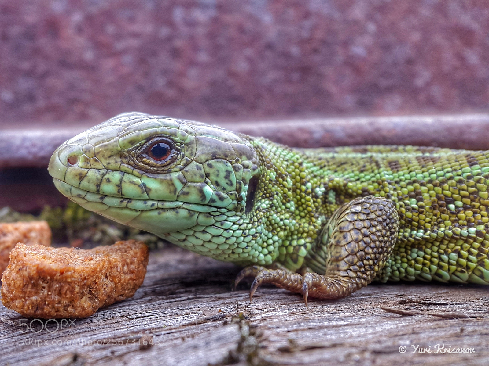Samsung Galaxy Alpha sample photo. Green dragon photography