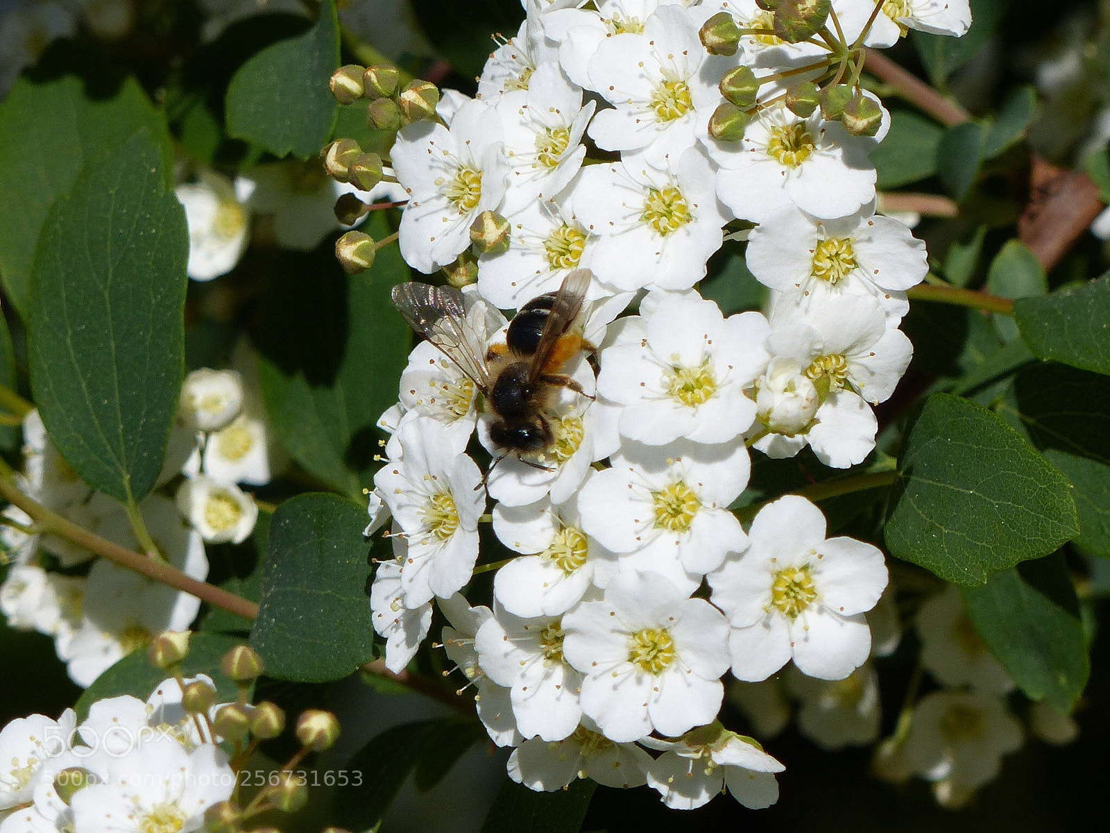Panasonic Lumix DMC-FZ200 sample photo. Blumen photography