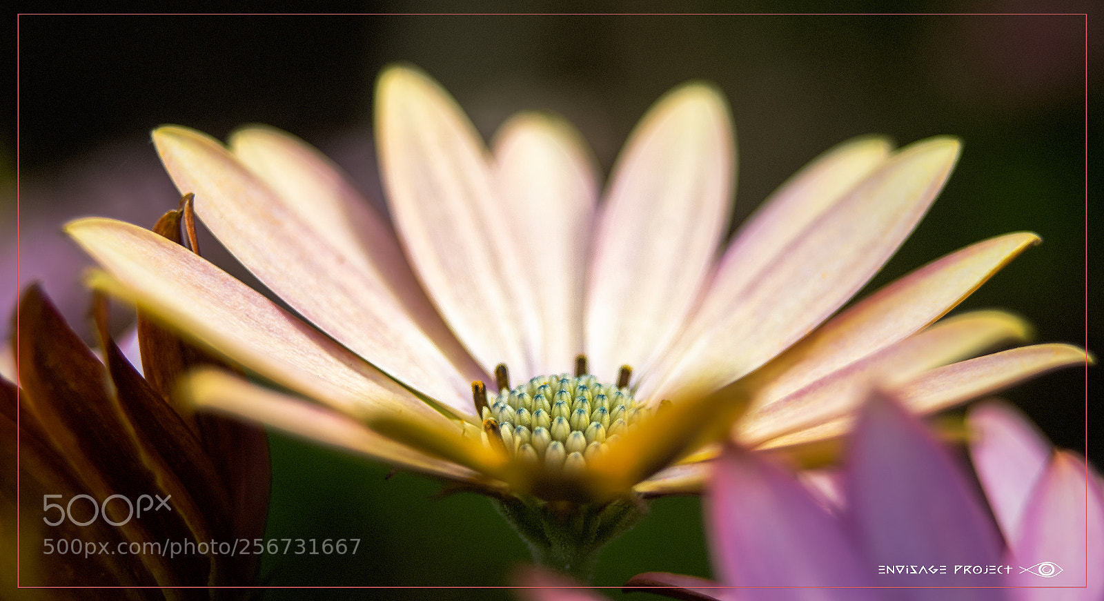 Sony a7R sample photo. Peak a boo daisy photography