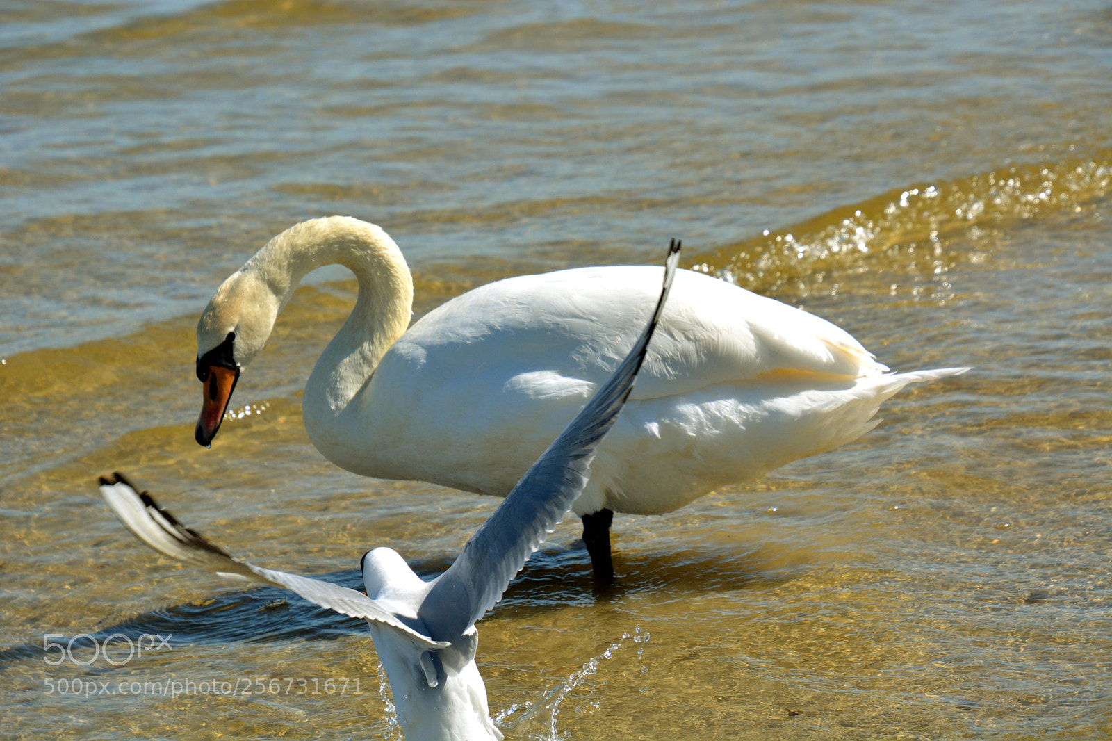 Nikon D5200 sample photo. Untitled.. photography