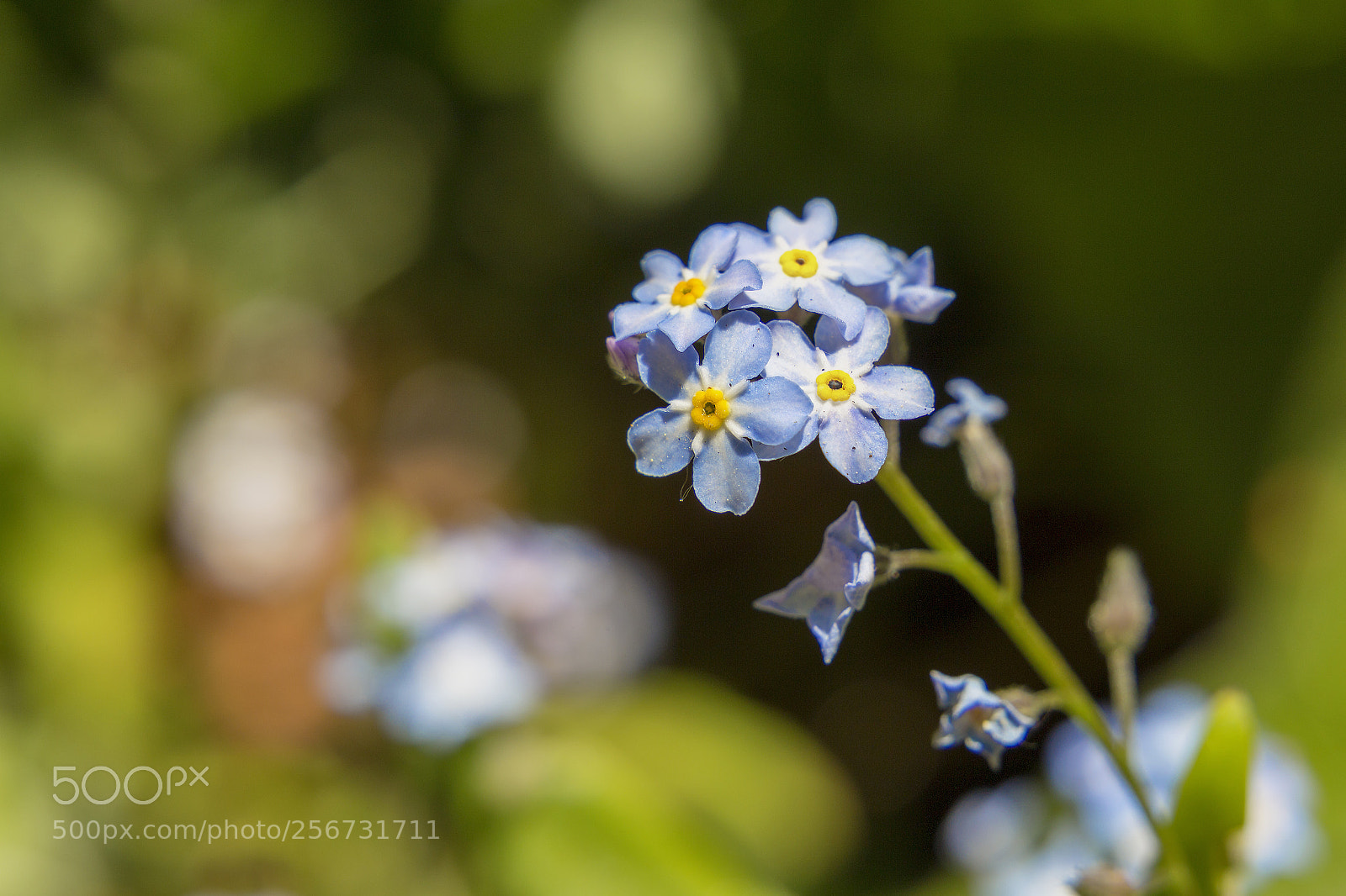 Canon EOS 6D sample photo. Myosotis | forget-me-not photography