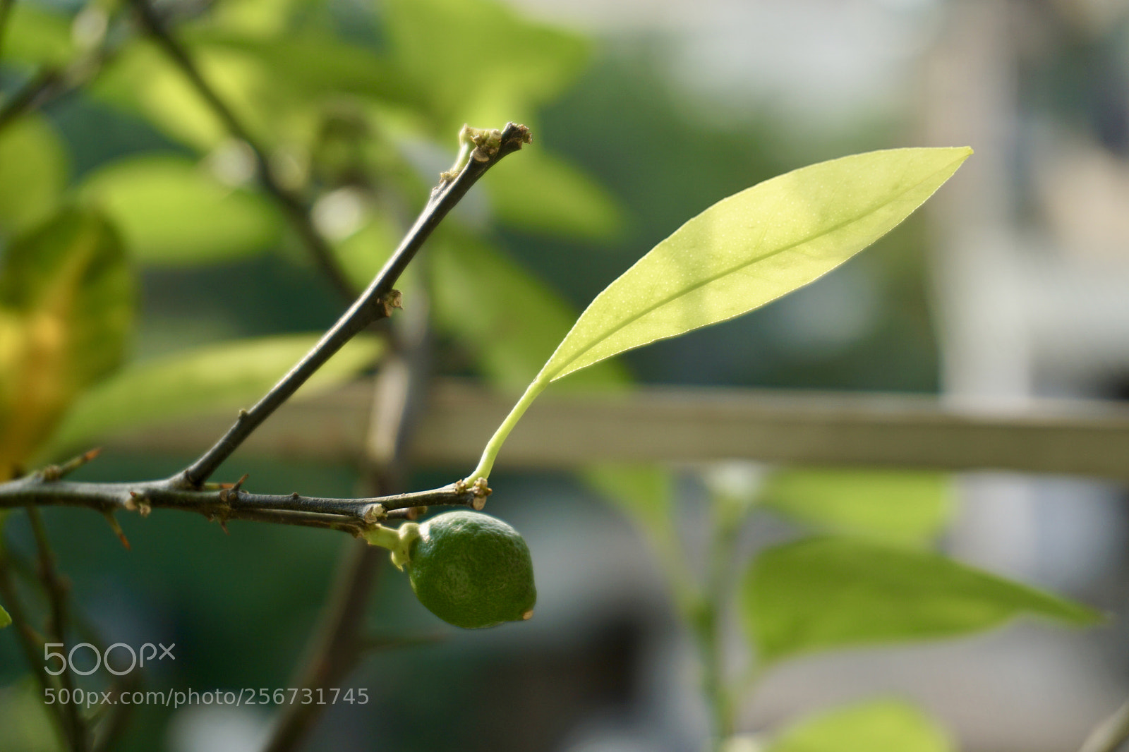 Sony a6000 sample photo. Lemon photography