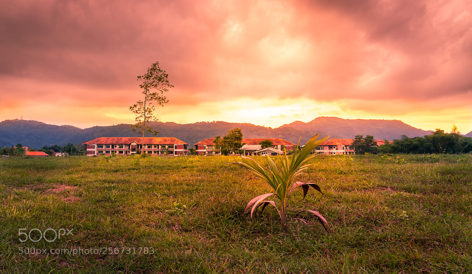 Sony a7R III sample photo. Walk in the grass photography