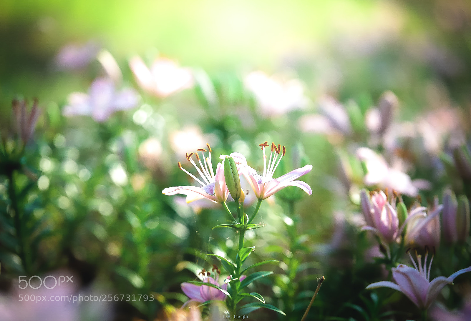 Canon EOS 6D sample photo. Spring sunshine photography