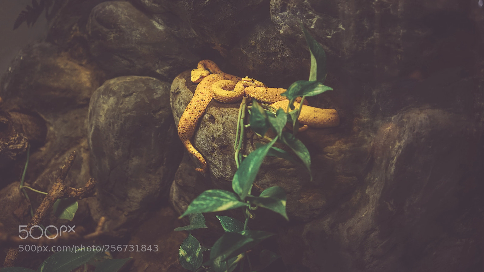 Sony a7 sample photo. Yellow snakes photography