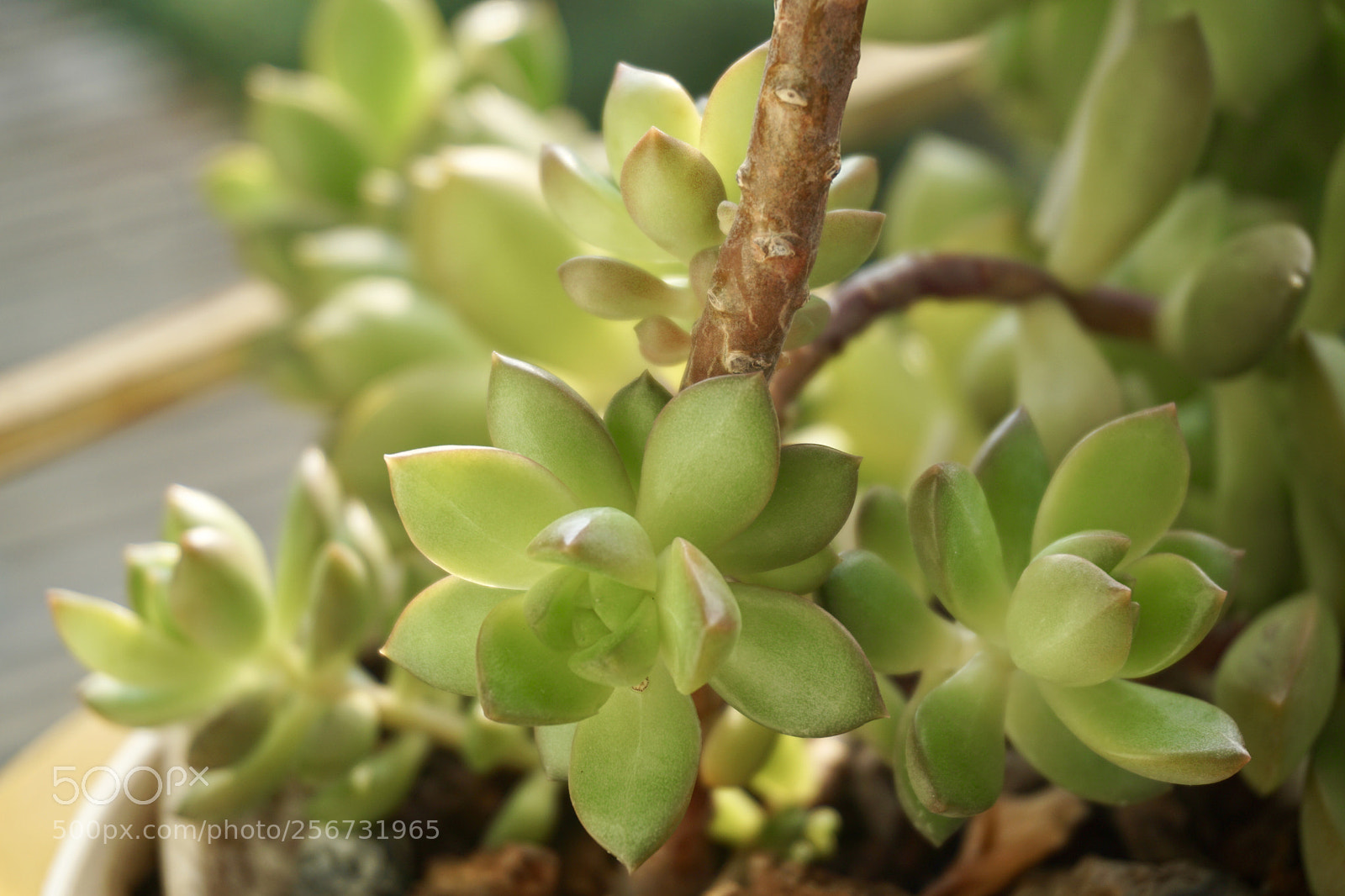 Sony a6000 sample photo. Succulent - sen cam photography