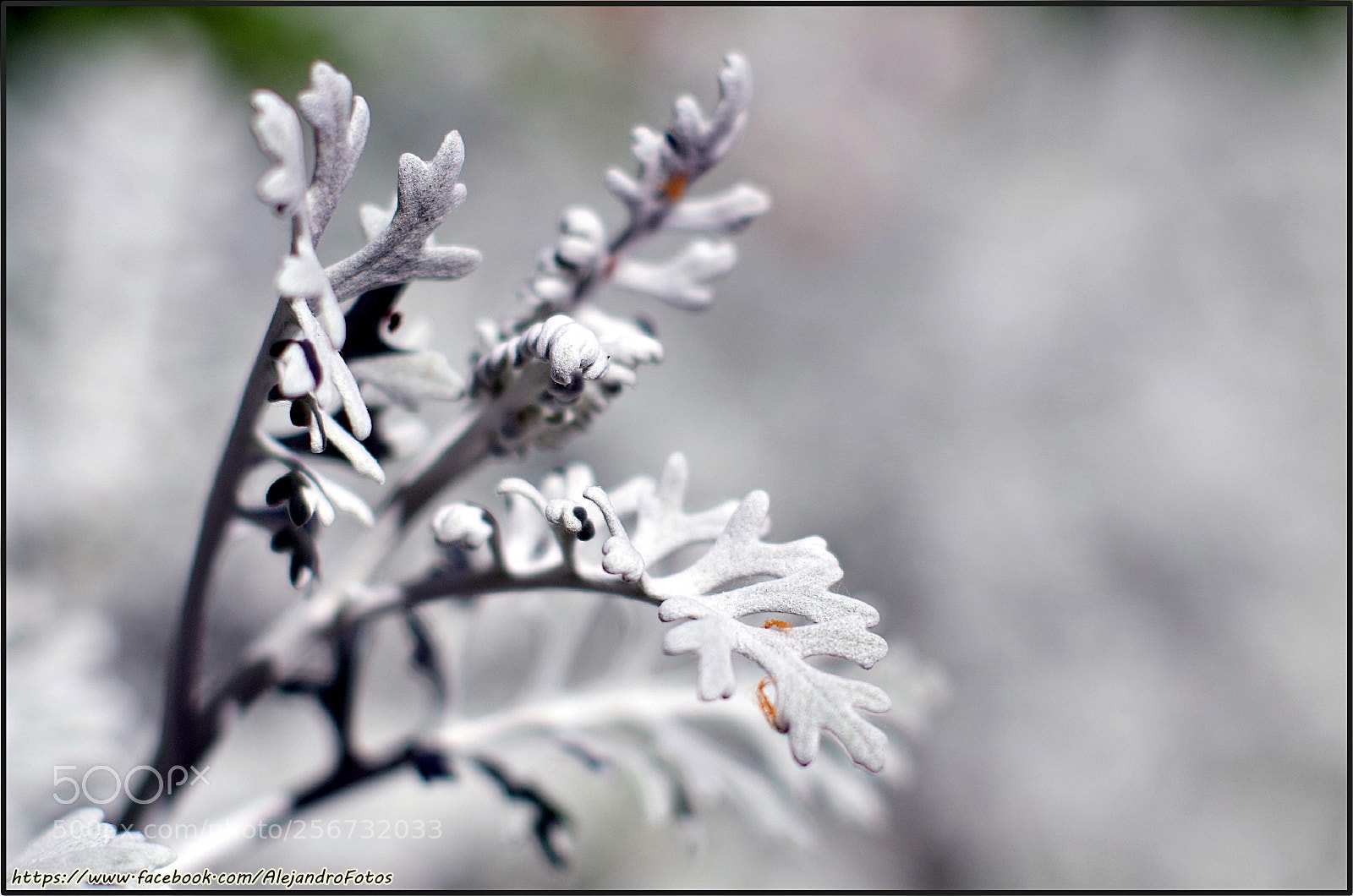Pentax K-50 sample photo. Claridad photography
