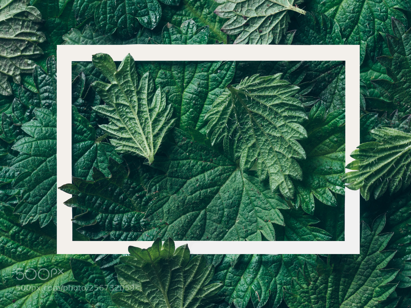 Olympus OM-D E-M5 II sample photo. Nettle leaves pattern with photography