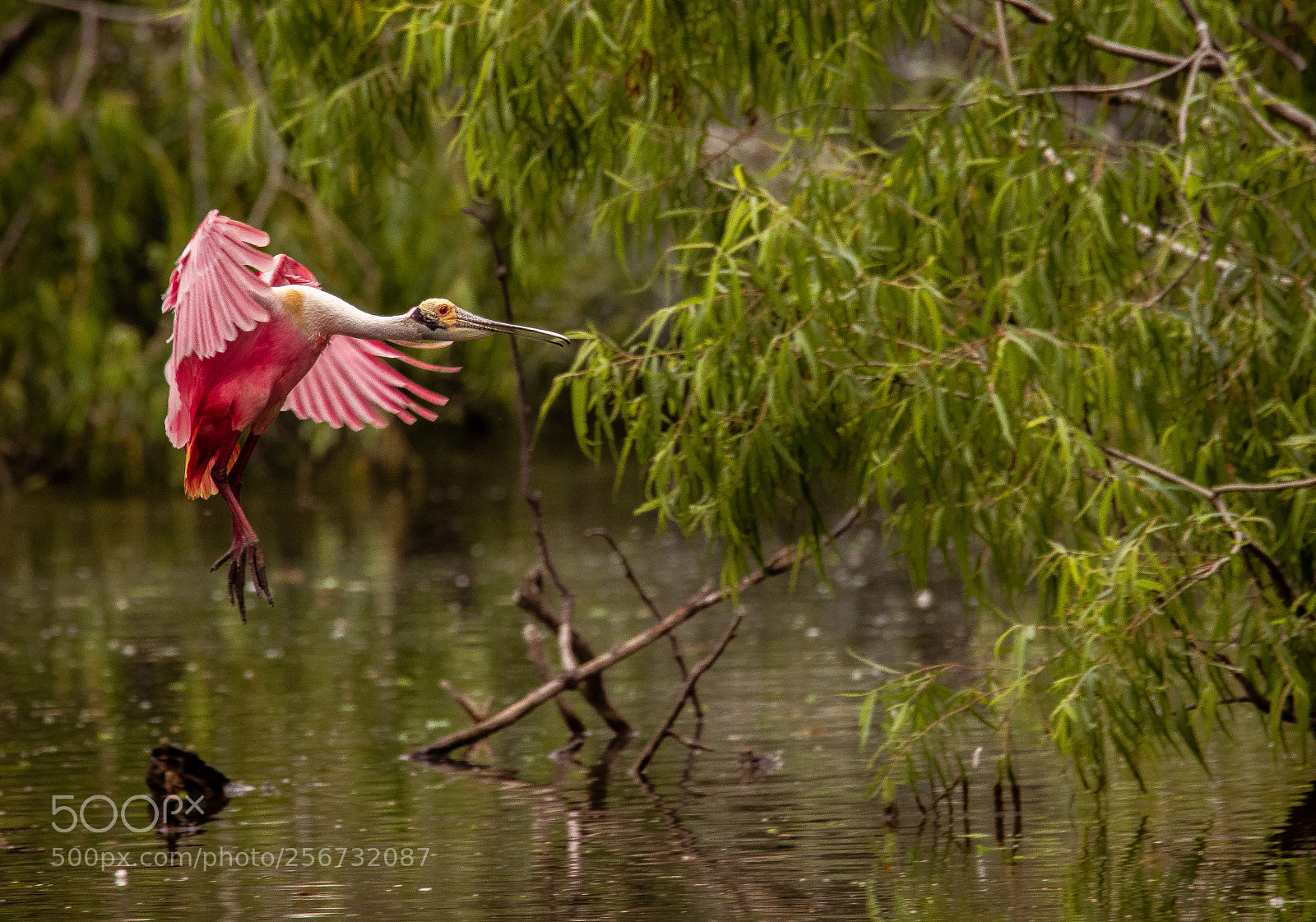 Canon EOS 7D Mark II sample photo. Good place to land photography