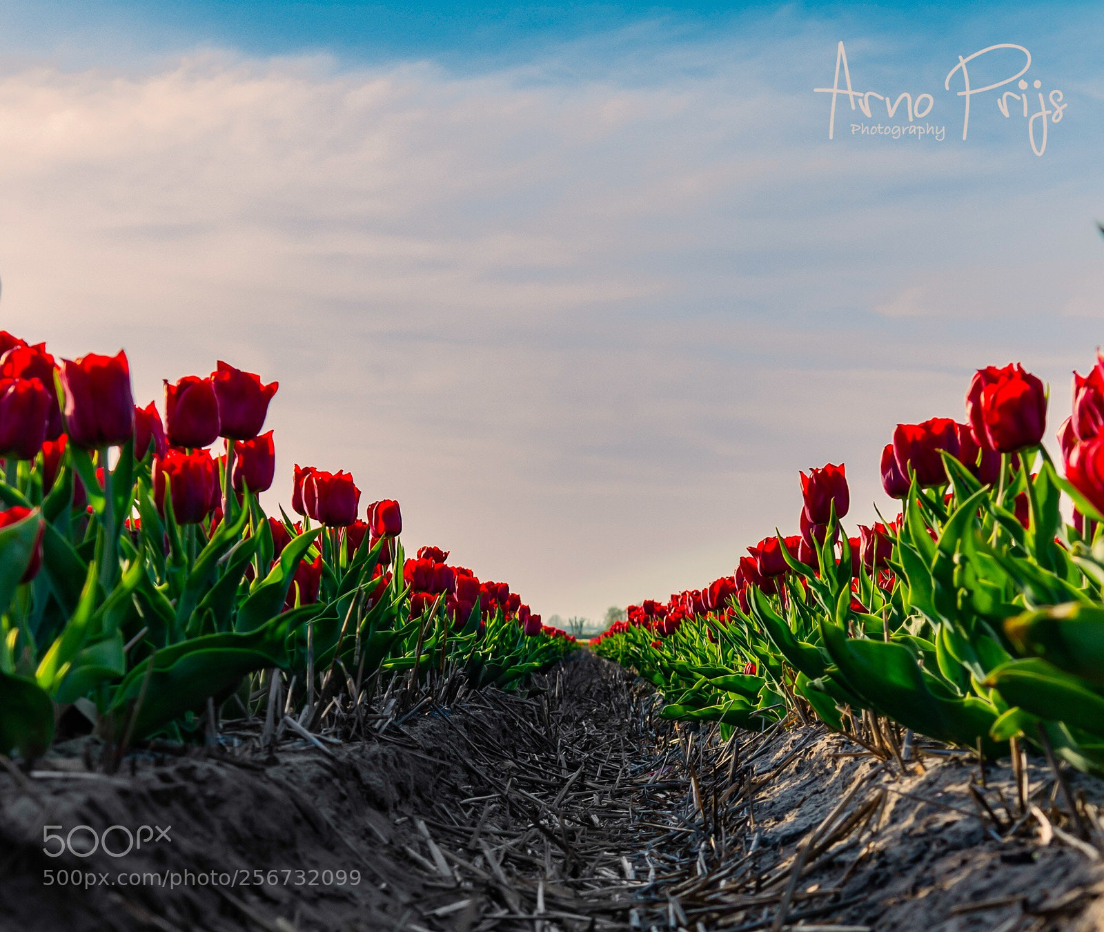 Nikon D7100 sample photo. Famous dutch tulip fields photography