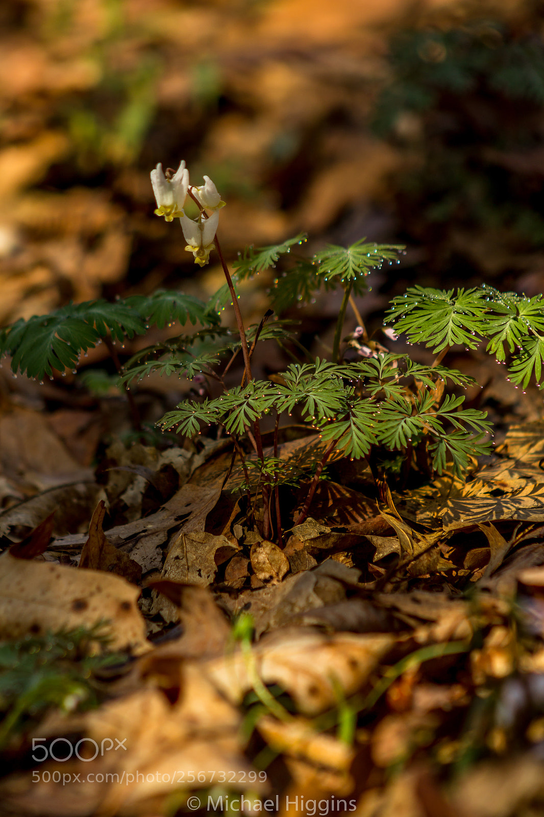 Canon EOS 1200D (EOS Rebel T5 / EOS Kiss X70 / EOS Hi) sample photo. Dutchman's breeches photography