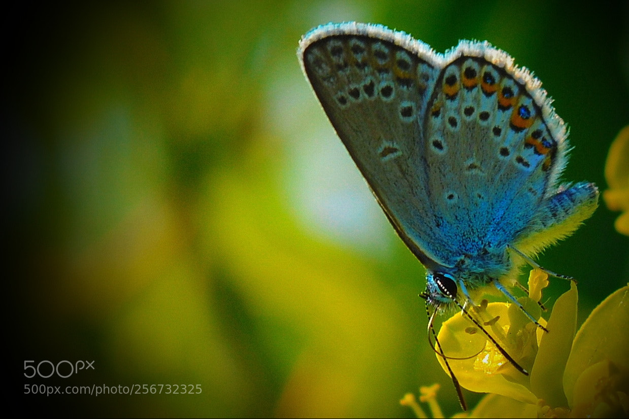 Nikon D5200 sample photo. Untitled photography