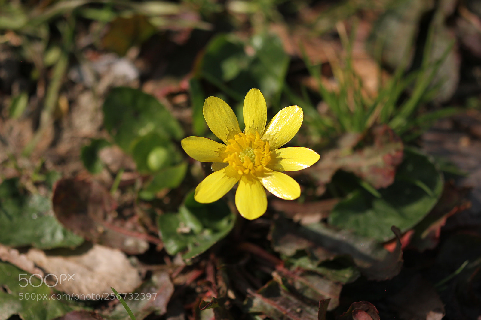 Canon EOS 7D + Canon EF 50mm F1.8 II sample photo. Img photography