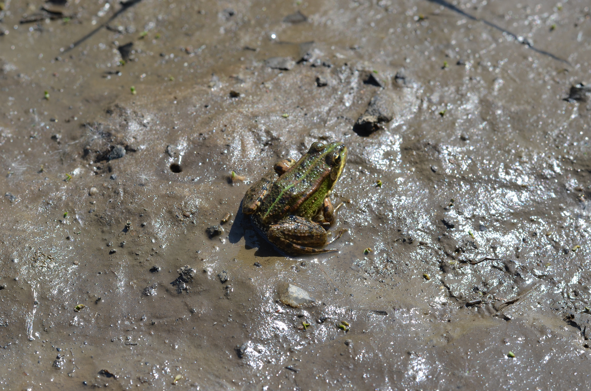 Nikon AF-S Nikkor 50mm F1.8G sample photo. True camouflage photography