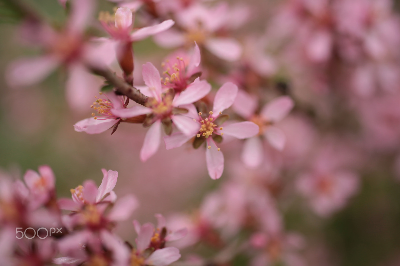 Sigma 50mm F1.4 EX DG HSM sample photo. Ornamental almonds photography