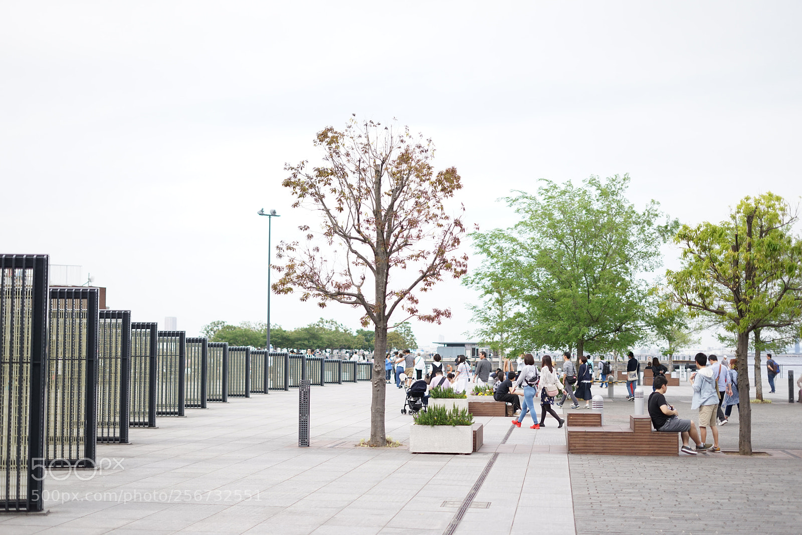 Sony a7R sample photo. One withered tree photography