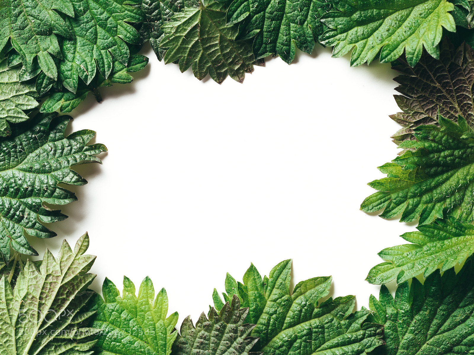 Olympus OM-D E-M5 II sample photo. Frame of nettle leaves photography
