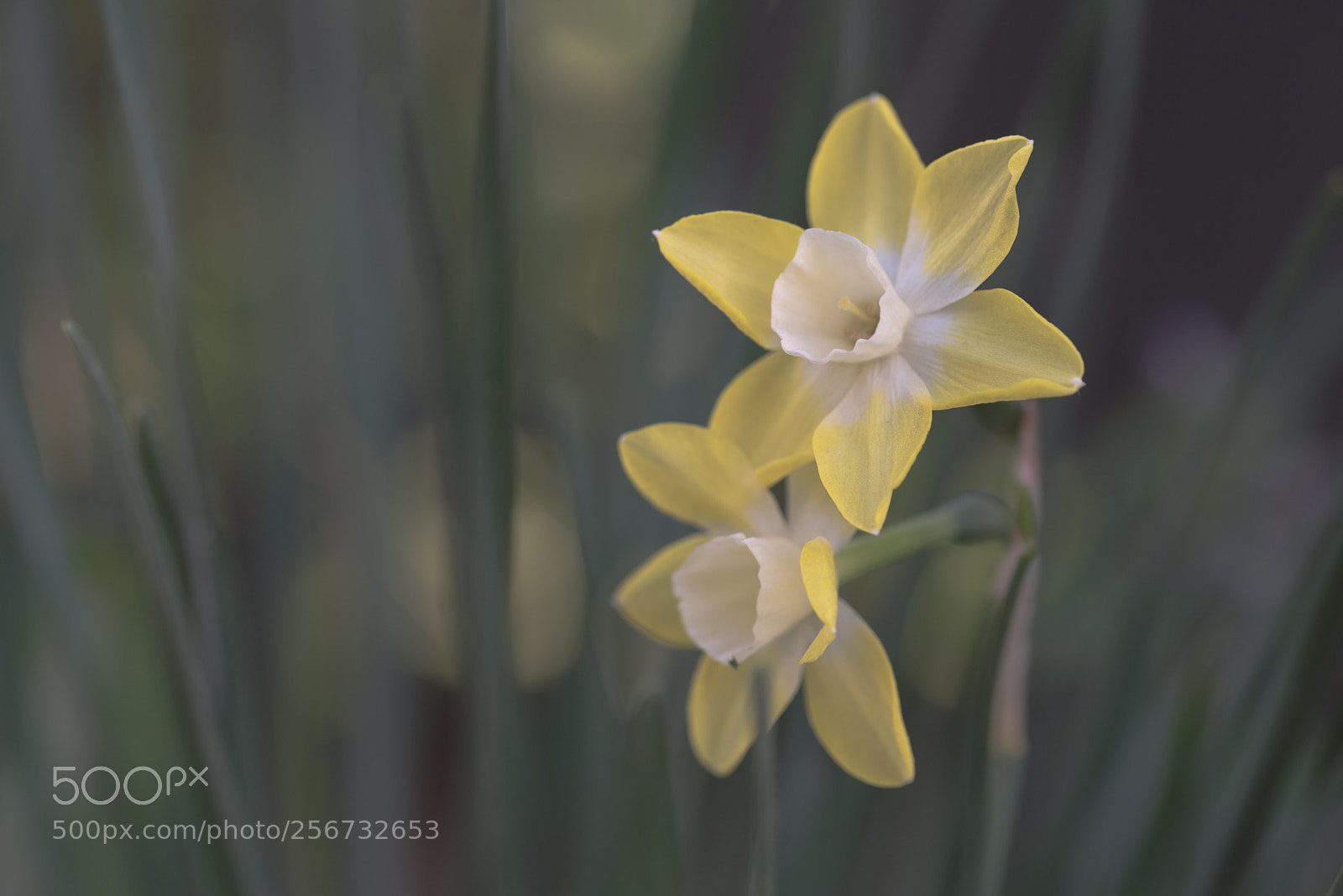 Nikon D750 sample photo. Daffodils photography