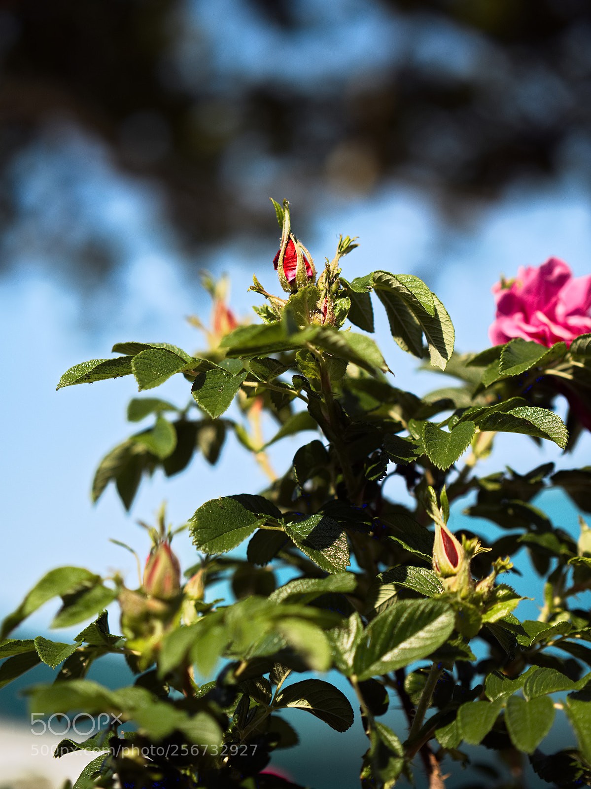 Panasonic Lumix DC-GH5 sample photo. Le printemps dans la photography