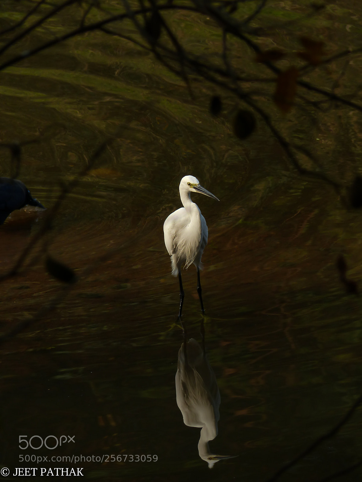 Panasonic Lumix DMC-FZ200 sample photo. Egret in a whirlpool photography