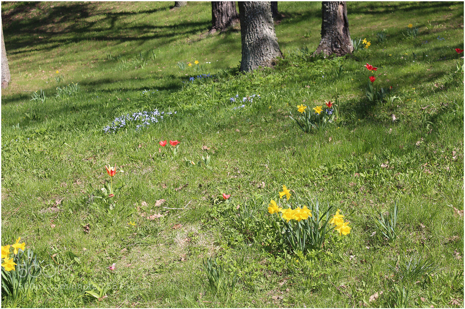 Canon EOS 650D (EOS Rebel T4i / EOS Kiss X6i) sample photo. Spring meadow photography