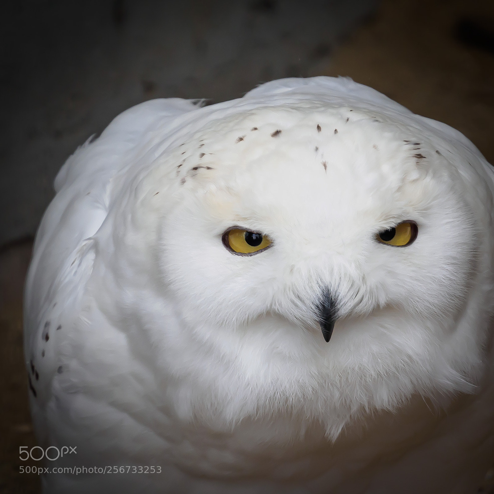 Olympus OM-D E-M5 II sample photo. Snowy owl (bubo scandiacus) photography